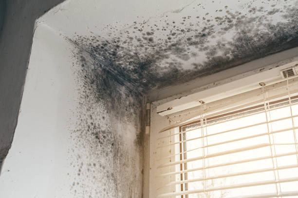 Affordable Basement Mold Removal solutions in Yeagertown, PA