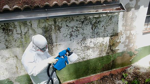 Top rated local Basement Mold Removal specialists in Yeagertown, PA